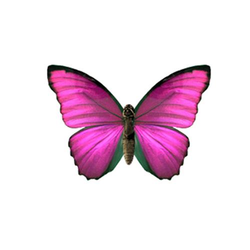 Môj krásny lietajúci motýľ